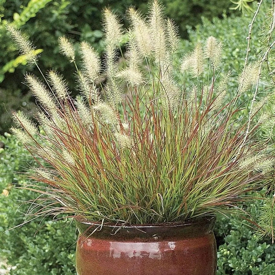 Burgundy Bunny Fountain Grass
