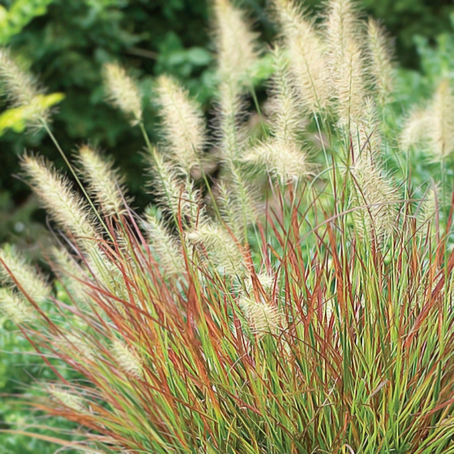 Burgundy Bunny Fountain Grass