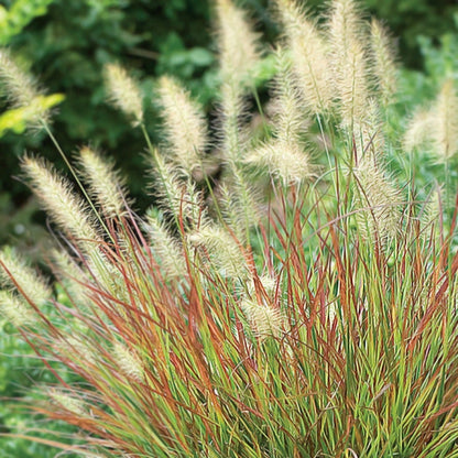 Burgundy Bunny Fountain Grass