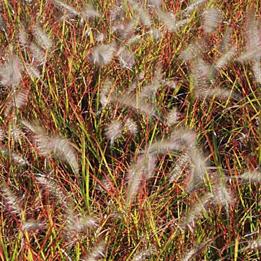 Burgundy Bunny Fountain Grass