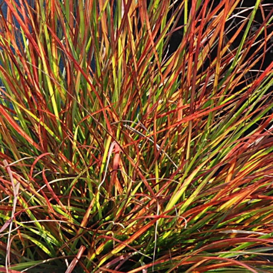 Burgundy Bunny Fountain Grass