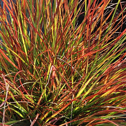 Burgundy Bunny Fountain Grass