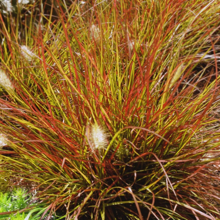 Burgundy Bunny Fountain Grass