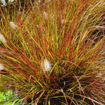 Burgundy Bunny Fountain Grass