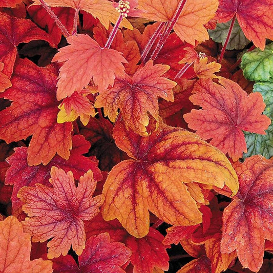 Heucherella 'Sweet Tea'