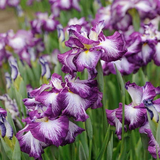 Iris 'Lion King'