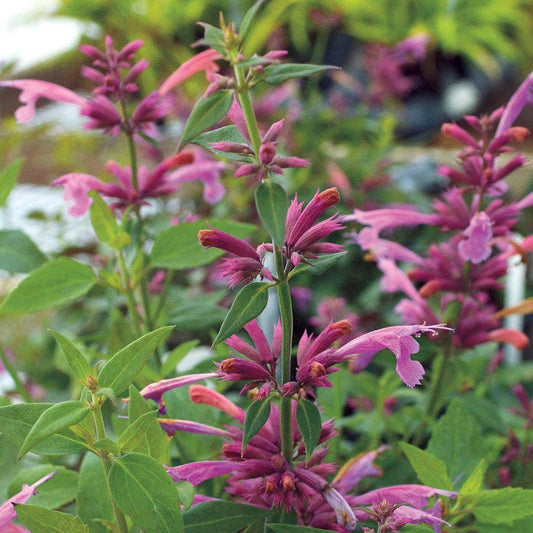 Agastache 'Rosie Posie' Hyssop