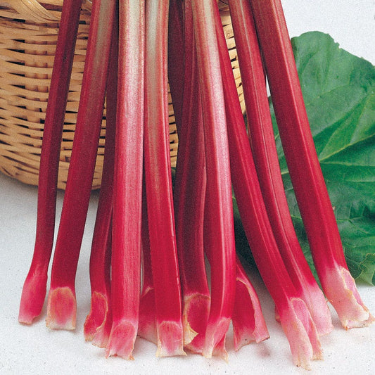 Rhubarb 'Victoria'