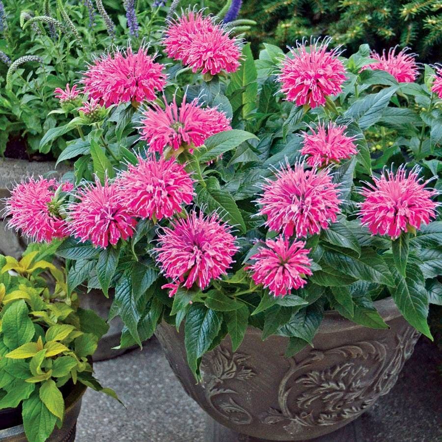 Pardon My Pink Bee Balm