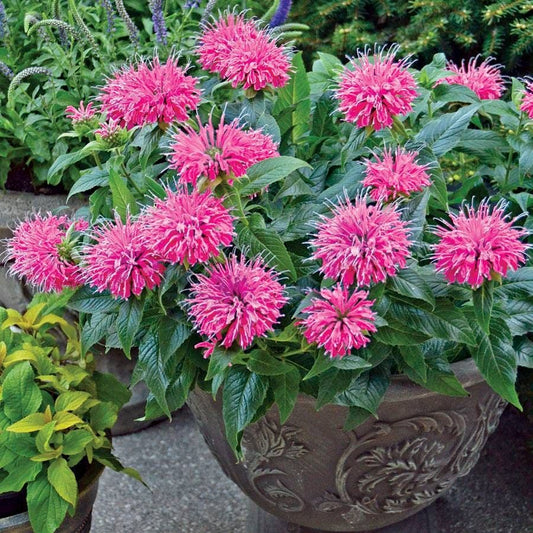 Pardon My Pink Bee Balm