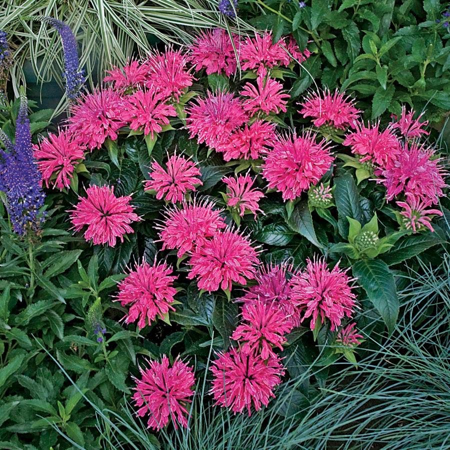 Pardon My Pink Bee Balm