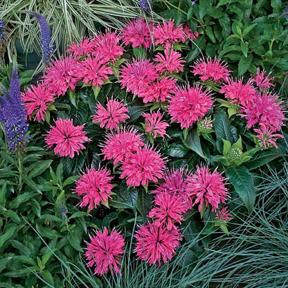 Pardon My Pink Bee Balm