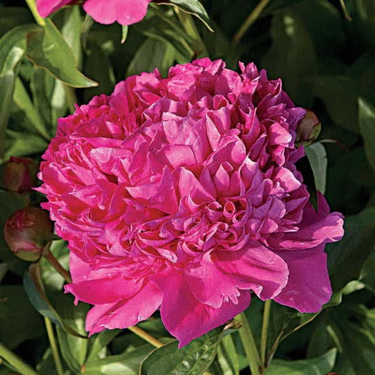 'Felix Crousse' Peony