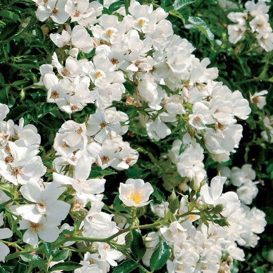 Snowcone Shrub Rose