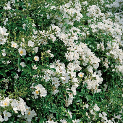 Snowcone Shrub Rose