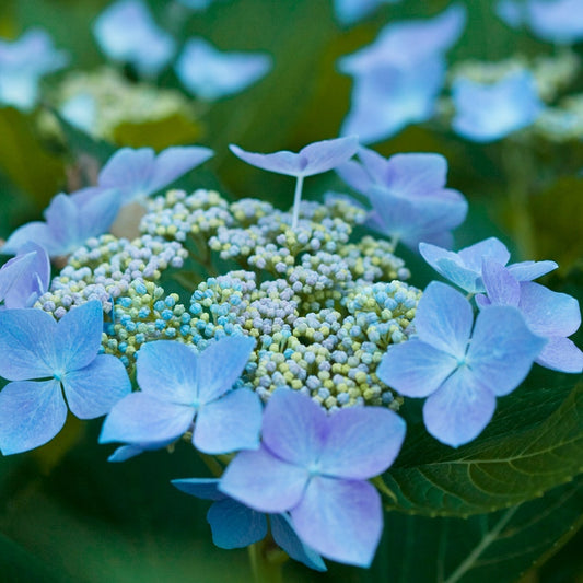 Let's Dance® Starlight Hydrangea