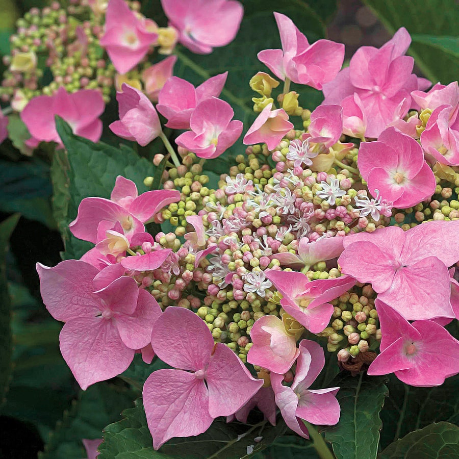 Let's Dance® Starlight Hydrangea