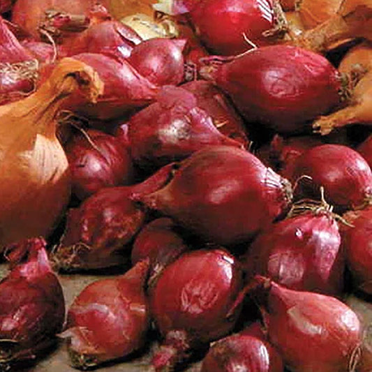 Red Onion Sets