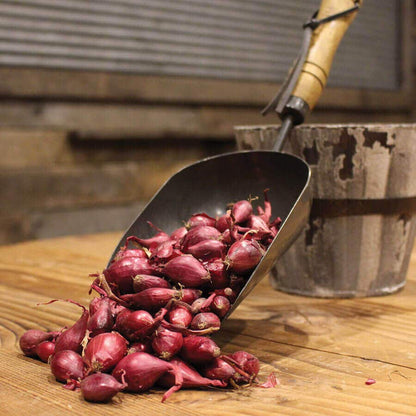 Red Onion Sets