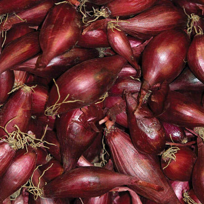 Red Onion Sets