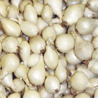 White Onion Sets