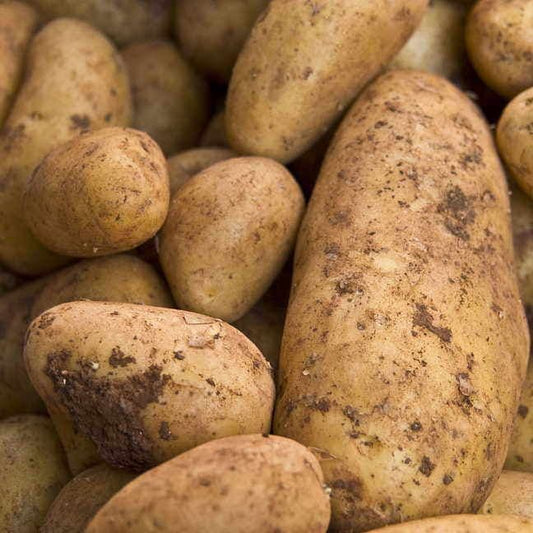 'Yukon Gold' Potato - 2 Pound Bag