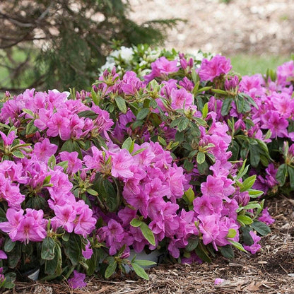 Azalea Bloom-a-Thon® Lavender