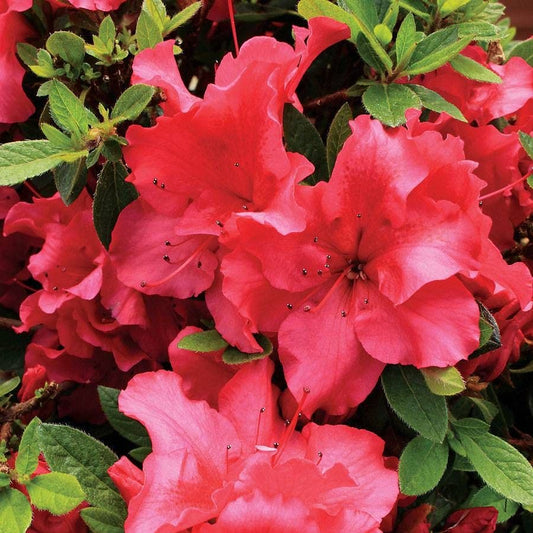 Azalea Bloom-a-Thon® Red