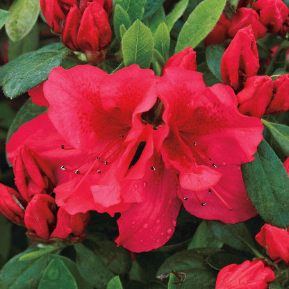 Azalea Bloom-a-Thon® Red