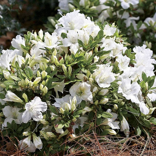 Azalea Bloom-a-Thon® White