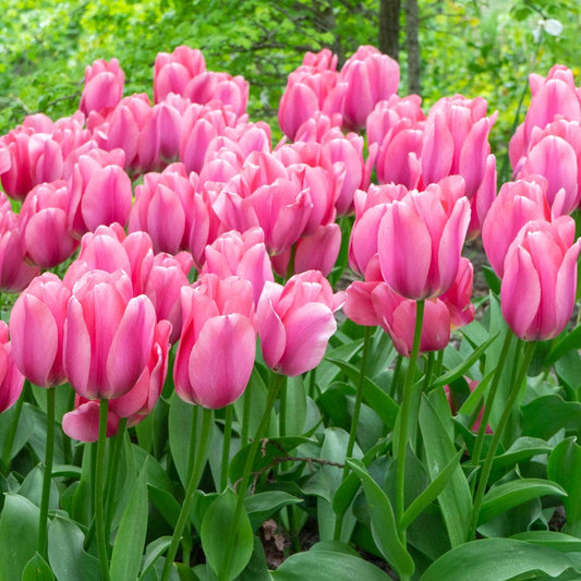 Tulipa Big Love Tulip Bulbs