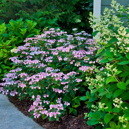 Hydrangea Tiny Tuff Stuff™ Mountain Hydrangea