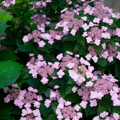 Hydrangea Tiny Tuff Stuff™ Mountain Hydrangea