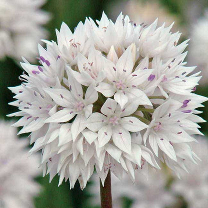 'Graceful Beauty' Ornamental Onion Bulbs