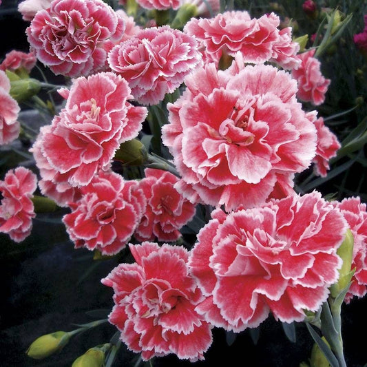 Dianthus Scent First® 'Coral Reef'
