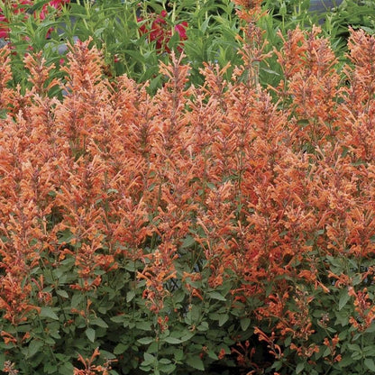 Agastache Kudos™ 'Kudos Mandarin' Hyssop