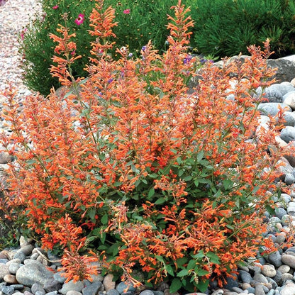 Agastache Kudos™ 'Kudos Mandarin' Hyssop