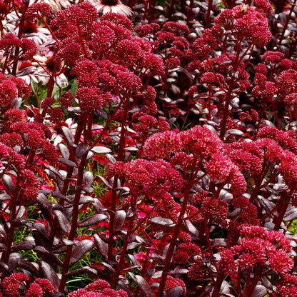 Sedum 'Touchdown Teak'