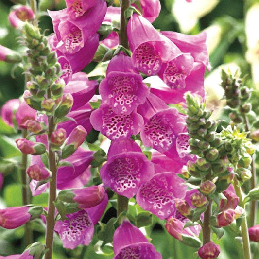 Digitalis 'Dalmatian Purple'