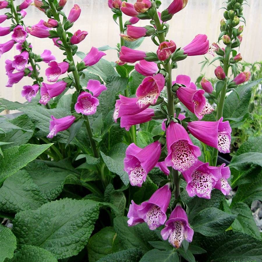 Digitalis 'Dalmatian Purple'