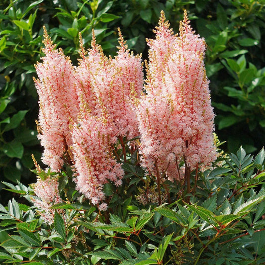 Astilbe 'Look at Me'