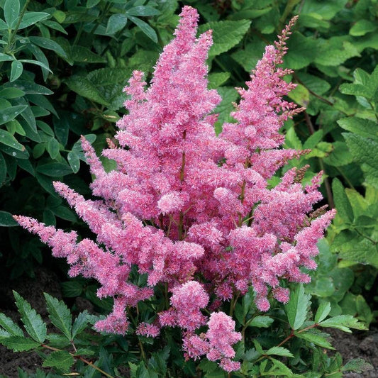 Astilbe Younique Cerise™