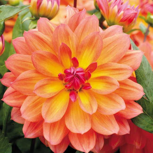 'Firepot' Dahlia Bulb