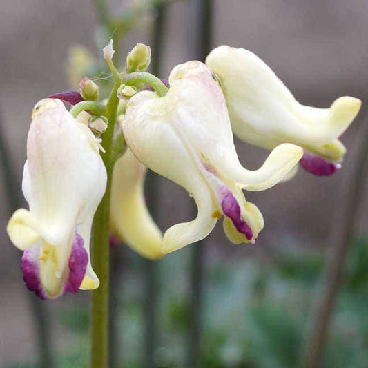 Love Hearts Bleeding Heart