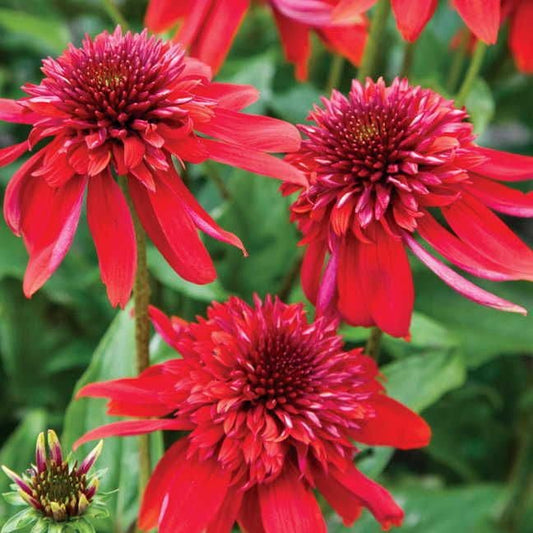 Echinacea 'Eccentric'