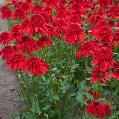 Echinacea 'Eccentric'