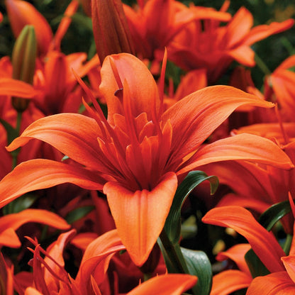 asiatic 'red lily Lilium Asiatic Red Twin® Lily Bulbs – Park Seed