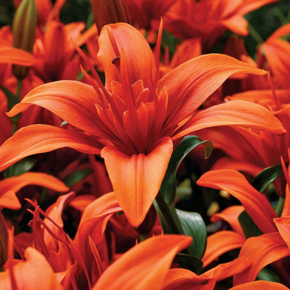 Red Twin® Asiatic Lily Bulbs