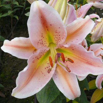Oriental Lily Salmon Star Bulbs