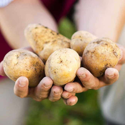 Kennebec Potato - 2 Pound Bag